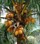 Карликовой пальмы плоды